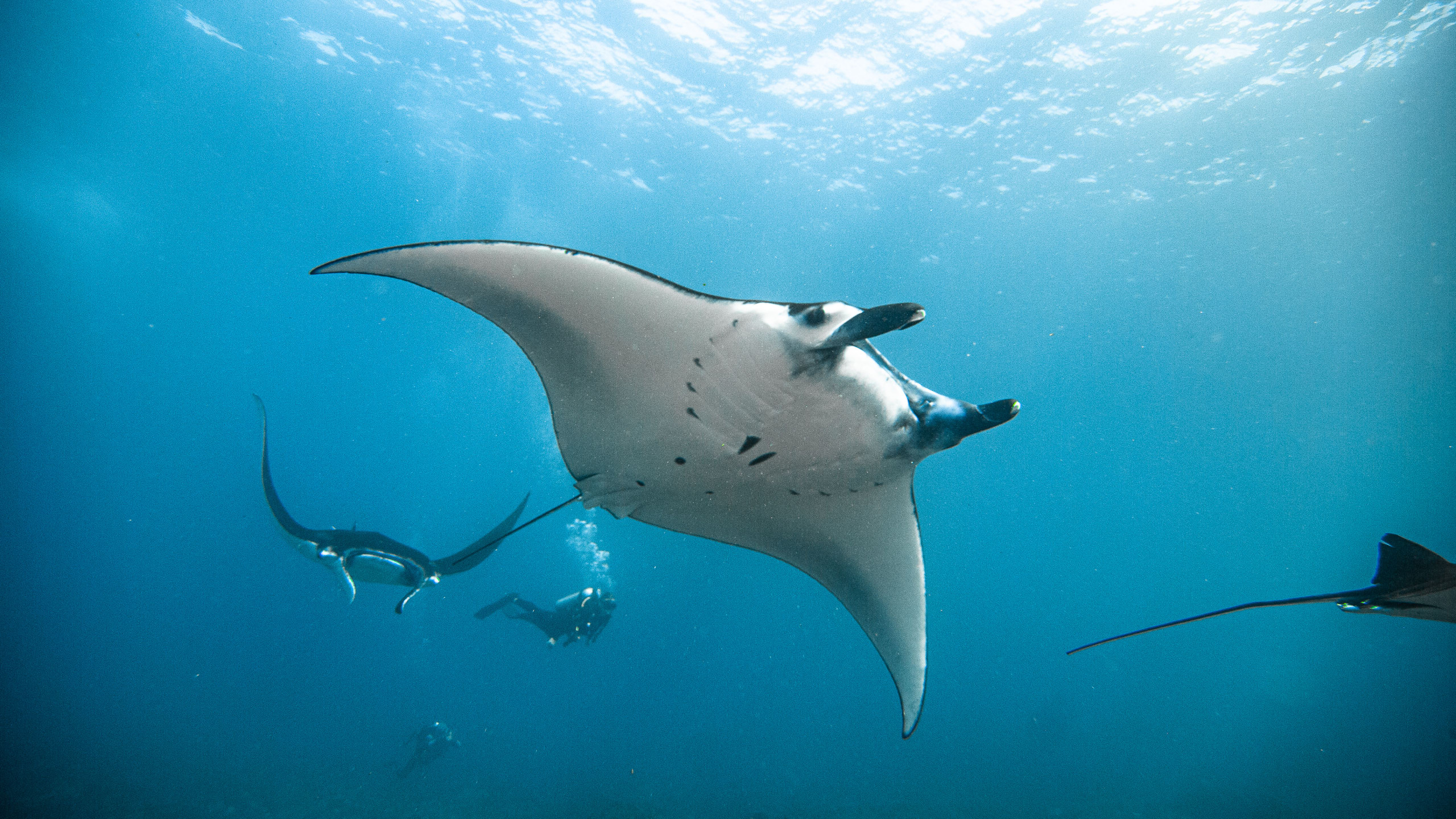 Diving Nusa Penida
